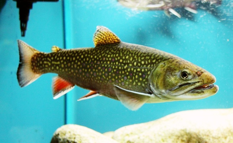 Brook Trout