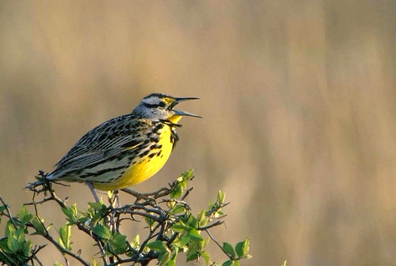 Meadowlark