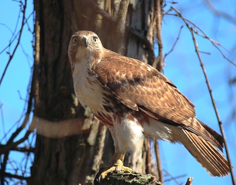 Red-tailed Hawk